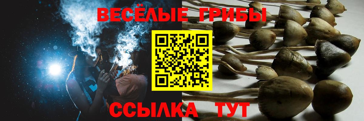 Псилоцибиновые грибы Cubensis Чебаркуль